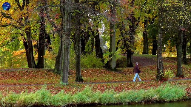 Nature Sounds Forest Sounds Part 8 - Birds Singing Sound of Water-Relaxation-Mindfulness-Meditation