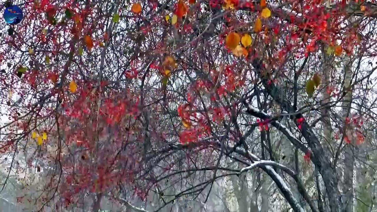 Nature Sounds Forest Sounds  Part 9 - Birds Singing Sound of Water-Relaxation-Mindfulness-Meditation