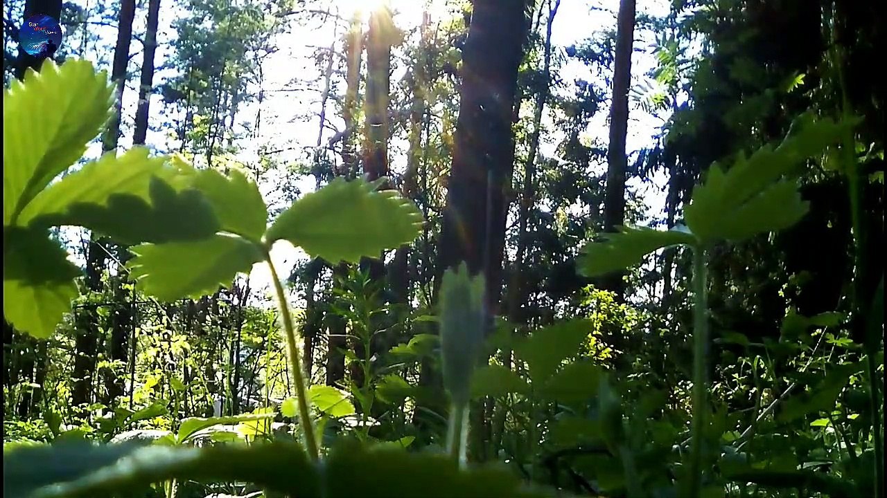 Nature Sounds Forest Sounds  Part 10 - Birds Singing Sound of Water-Relaxation-Mindfulness-Meditation