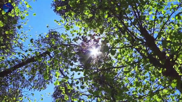 Nature Sounds Forest Sounds Part 11 - Birds Singing Sound of Water-Relaxation-Mindfulness-Meditation