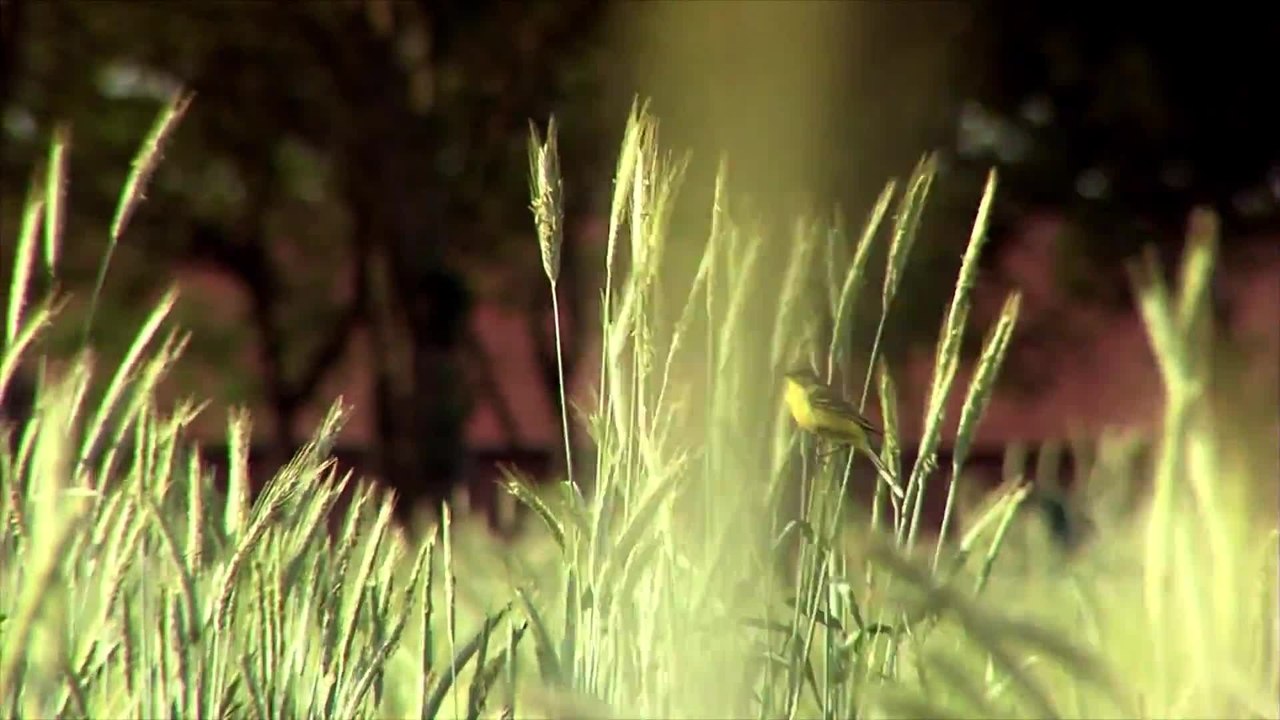 Die schÃ¶ne Krista - Trailer (Deutsch) HD