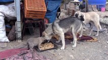 Banka kredisiyle kurduğu 'Patiköy'de sokak hayvanlarına sahip çıktı - KASTAMONU