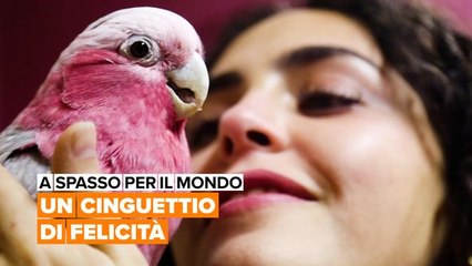 A spasso per il mondo: La scuola per pappagalli