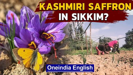 Kashmiri saffron to be grown in Sikkim, pilot successful | Oneindia News