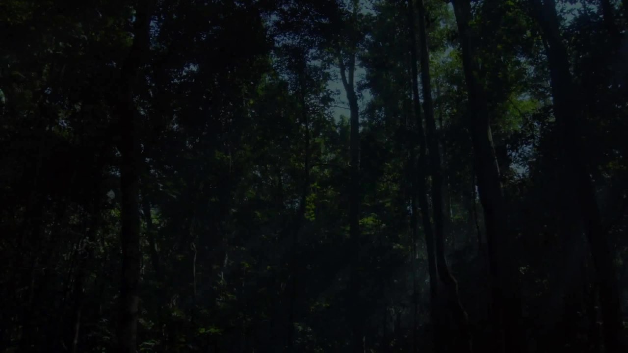 Song from the Forest - Trailer (Deutsch) HD