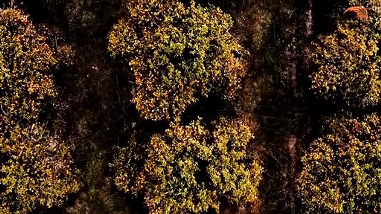 Le Magic dévoile son maillot City Edition