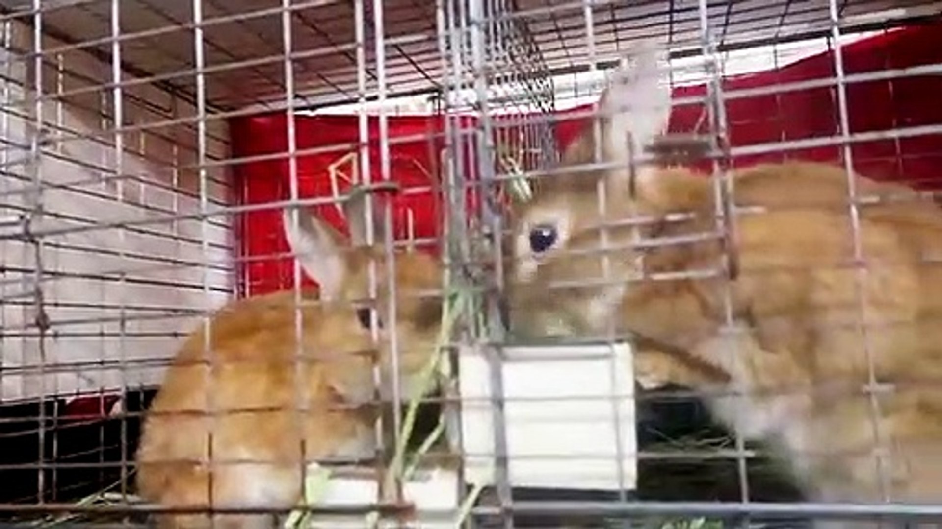 ⁣Ryan have fun at the Pet Rabbit Cafe!!!