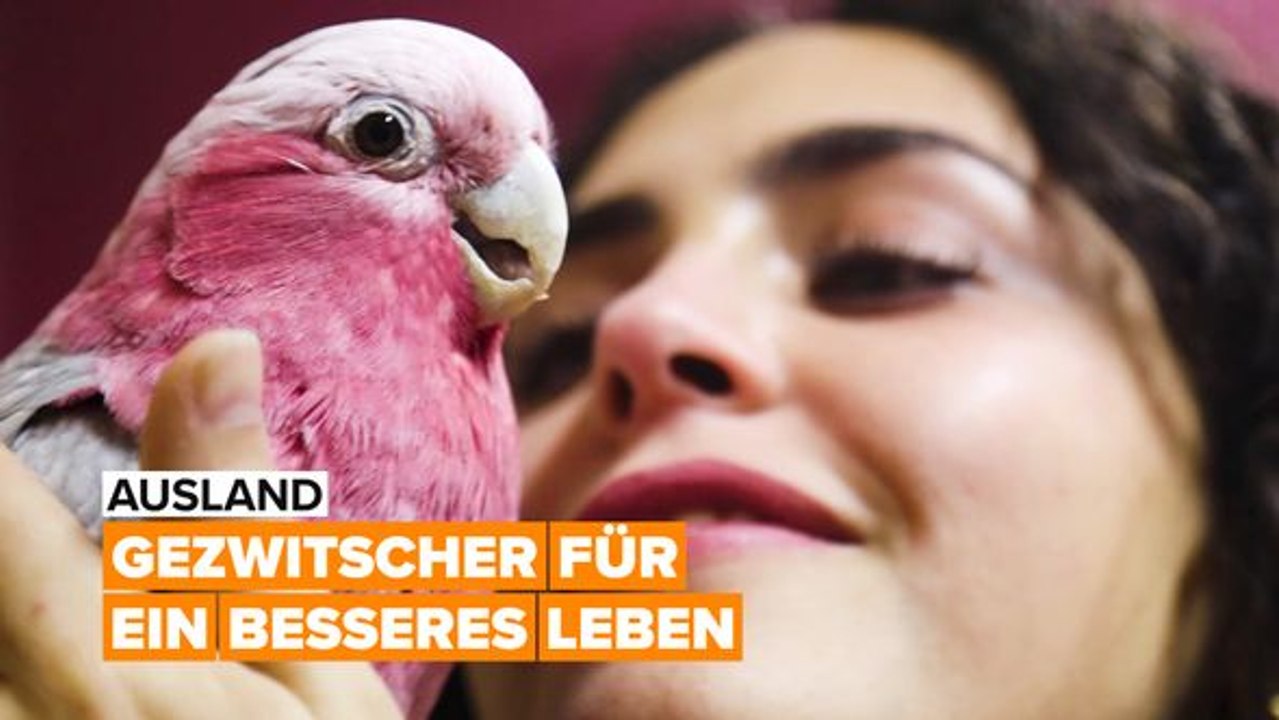 Ausland: papageien-akademie