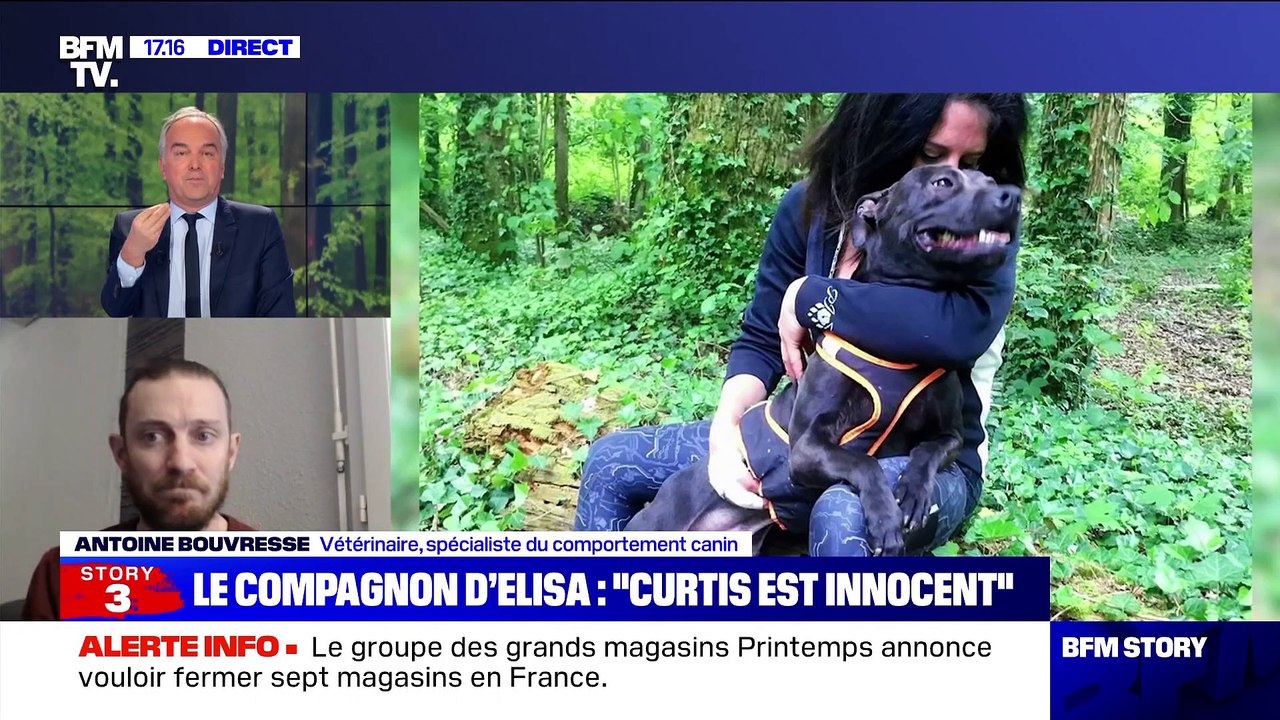 Story 1 : "Curtis est innocent", le compagnon d'Élisa Pilarski conteste l'expertise qui incrimine son chien - 10/11