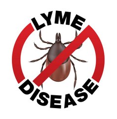 Des chercheurs découvrent une protéine qui protège de la maladie de Lyme