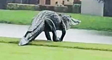 Monster Alligator Emerges in Florida !!! JUrassic Park is real !!