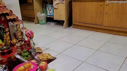 Snake Rides on Robotic Vacuum