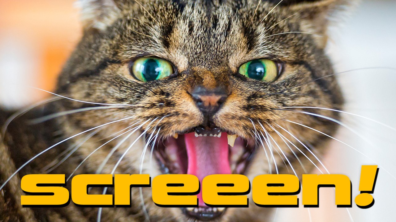 Muschies zum AnbeiÃŸen?! - Screeen! #168