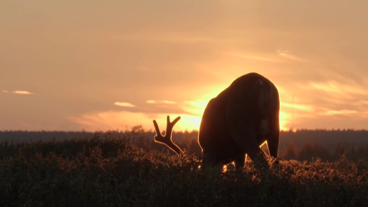 Die HÃ¼ter der Tundra - Trailer (Deutsch) HD