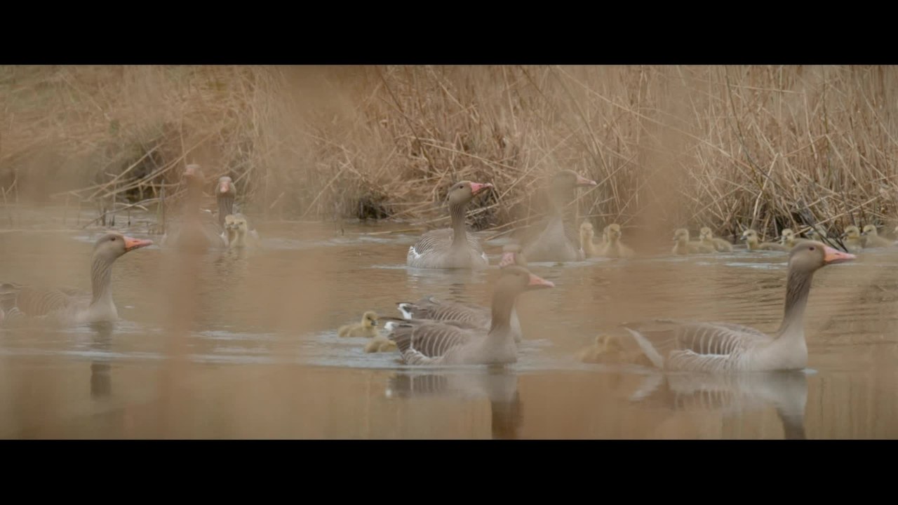 Die neue Wildnis -  Clip Gar nicht dumm diese GÃ¤nse (Deutsch) HD