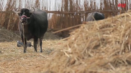 تقرير حديث بغداد عن موارد العراق وغياب التخطيط