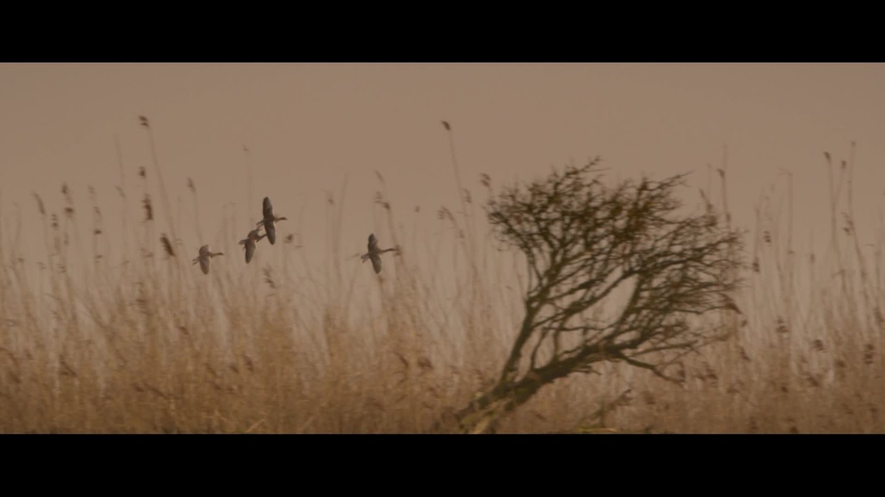 Die neue Wildnis -  Clip Willkommen in den Oostvaardersplassen (Deutsch) HD