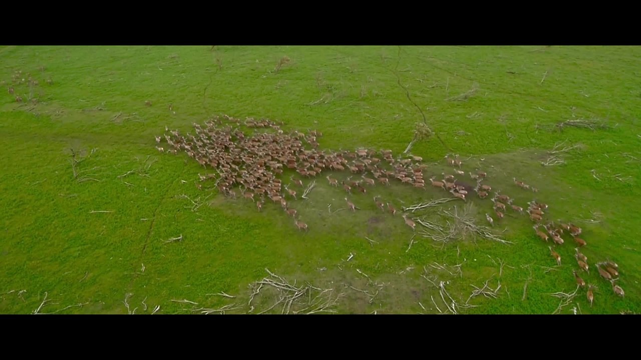 Die neue Wildnis -  Clip Kinder Kinder (Deutsch) HD