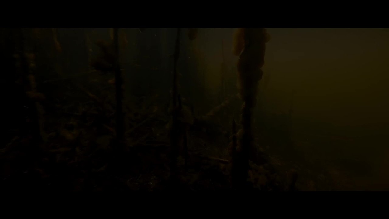 Die neue Wildnis - Trailer (Deutsch) HD