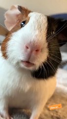Guinea Pig Making Funny Sounds