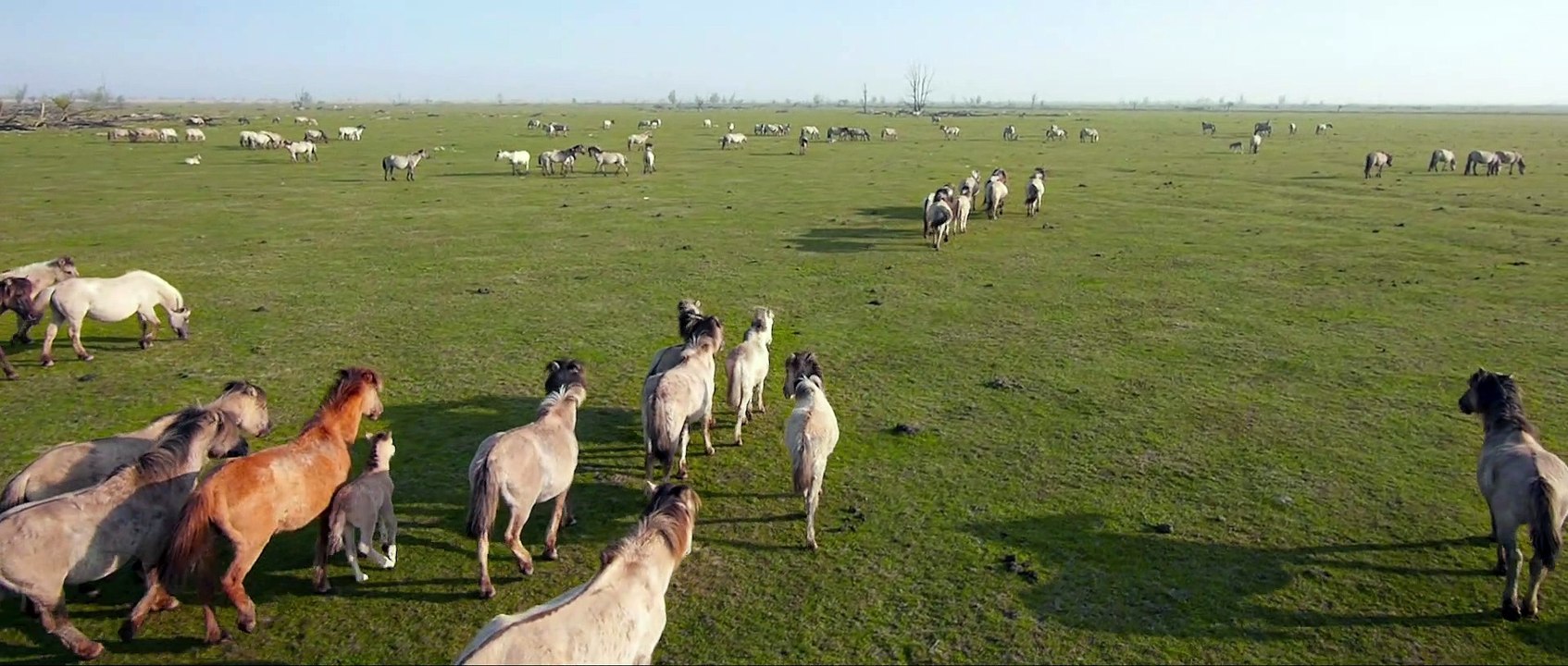Die neue Wildnis -  Clip Die heimlichen Herrscher des Graslandes (Deutsch) HD