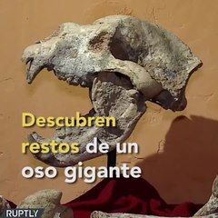 Descubren fósil de oso gigante | Sabías que...