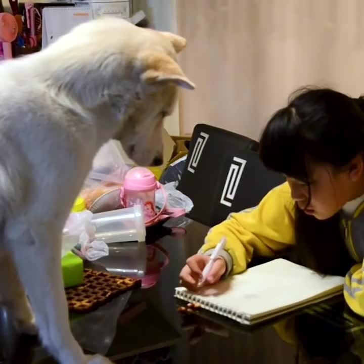 El perrito que vigila que hagas la tarea | Sabías que...