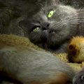 Esta gatita es madre adoptiva de ardillas bebés | Sabías que...