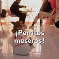 En esta cafetería los meseros son ¡CORGIS! | Sabías que...