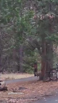 Yosemite’s Animals are Enjoying Their Freedom Without Visitors