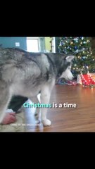 These Dogs Are Having The Best Time On Christmas