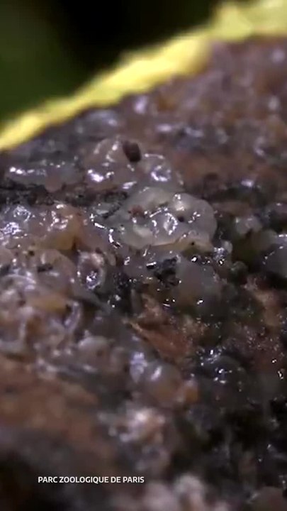 Blob, The Microorganism of 720 Sexes With No Brain