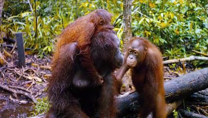 Born to Be Wild - Featurette (English)