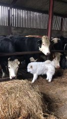Fluffy Dog is the New Farm Manager