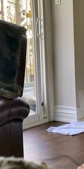 Raccoon Tries to Squeeze into Sliding Door