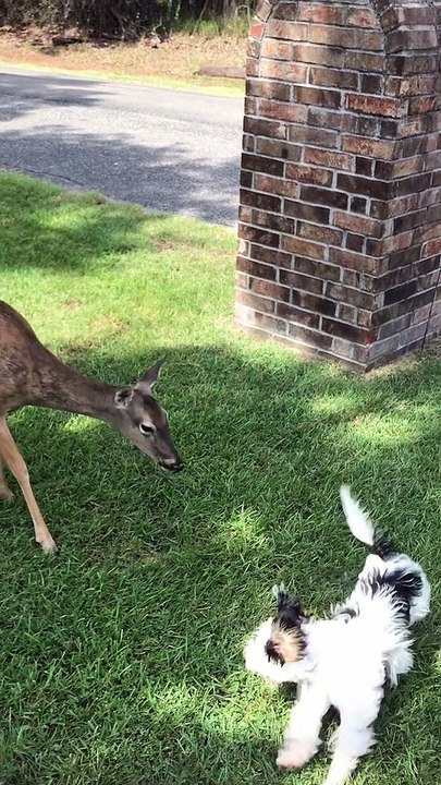 Doe and Dog Playing Together