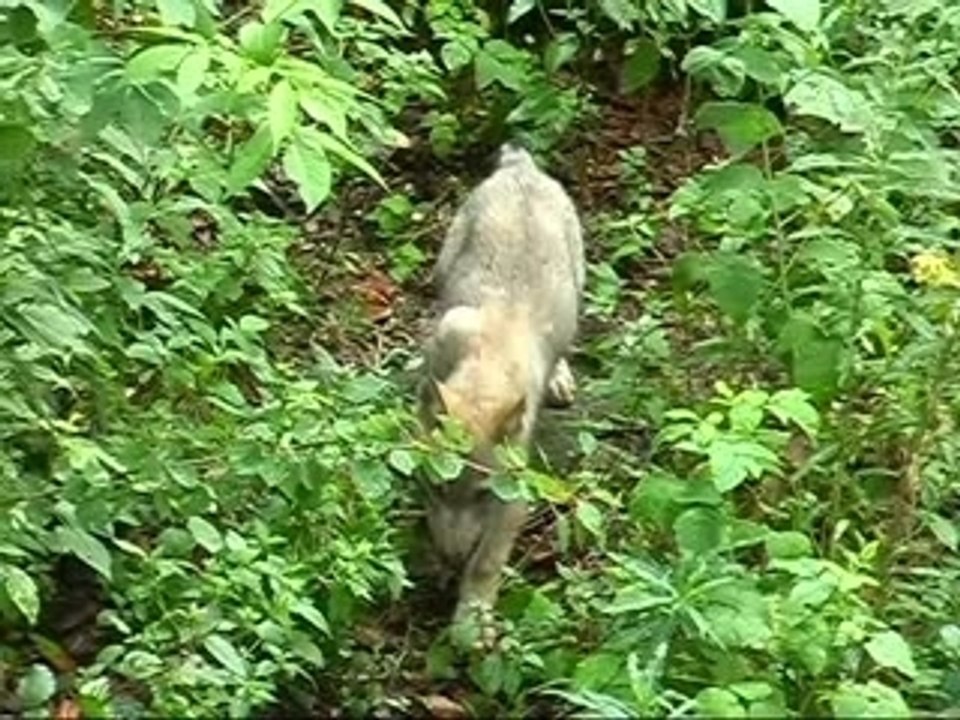 Junger_Wolf_auf_Erkundung(2)