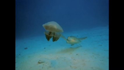 Under the Sea 3D - Clip (English)