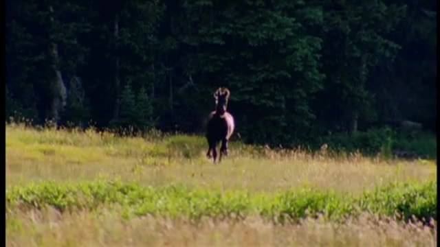 Das Geheimnis des Wilden Mustangs