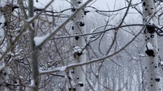 Snow Beast - Überleben ist alles