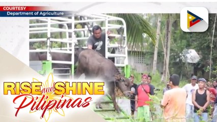 Mga magsasaka sa Zamboanga del Norte, nakatanggap ng kalabaw mula sa DA