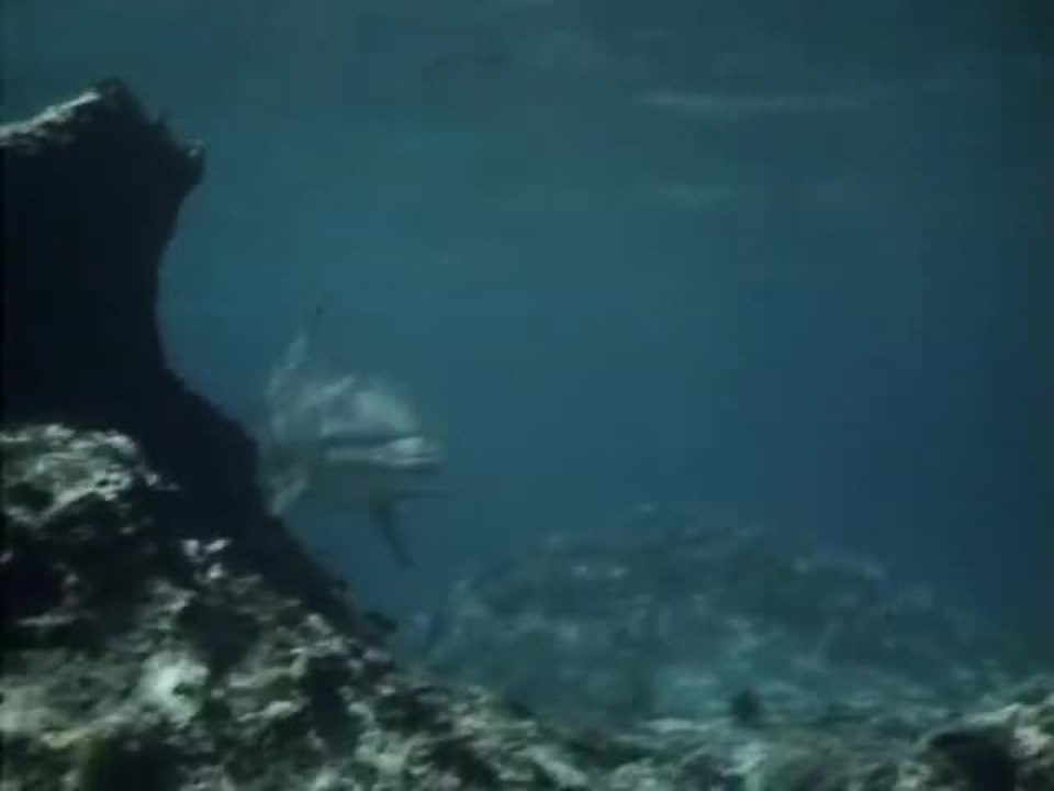 Flipper - Intro (Deutsch)