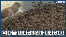 [구루마블] 러시아 해변 점령한 수천 마리 바다코끼리 / YTN