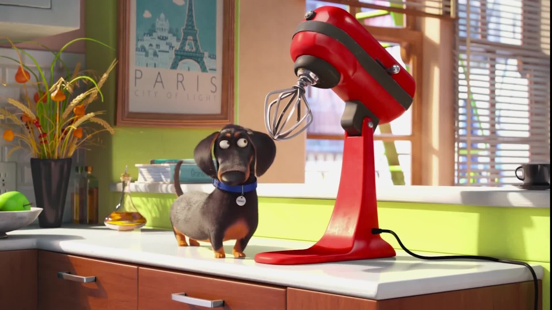 The Secret Life of Pets - Clip Meet Buddy (English) HD