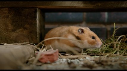 Rettet Raffi - Clip Hafenkatze (Deutsch) HD