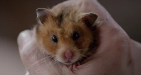 Rettet Raffi - Teaser (Deutsch) HD