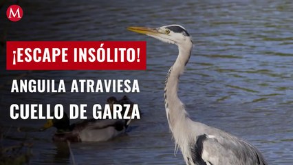 ¡Un escape insólito! Captan a anguila atravesando el cuello de una garza para evitar ser devorada