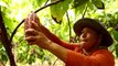 De la coca al cacao: Vichada lucha para liberarse de la coca