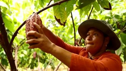 De la coca al cacao: Vichada lucha para liberarse de la coca