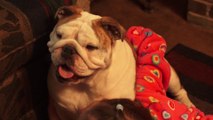 Eine Bulldogge zu Weihnachten - Trailer (English) HD